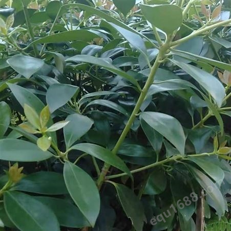 八角种植技术 八角树种植技术视频 嫁接大料苗批发 大茴香出售