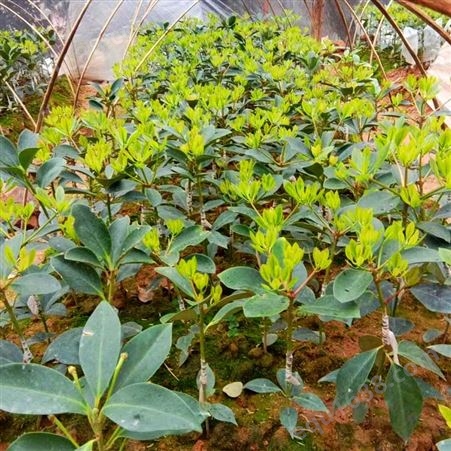 专业生产大料树苗好管理 大茴香育苗 大红八角的生长及树高生产供应