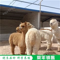 散养羊驼 成年羊驼养殖场 羊驼幼崽易养殖 养殖销售