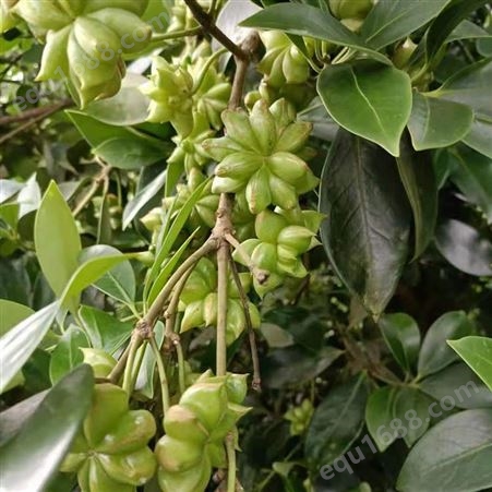 大茴香树叶子图片 大茴香苗的种植方法 大红八角嫁接技术厂价销售