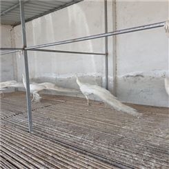 白孔雀养殖 孔雀种苗 长尾巴孔雀 基地报价