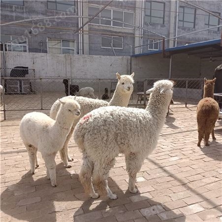 羊驼养殖 羊驼幼崽 大种羊驼 供应价格