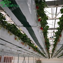 空中草莓无土栽培设施 电动升降栽培系统 基质种植槽