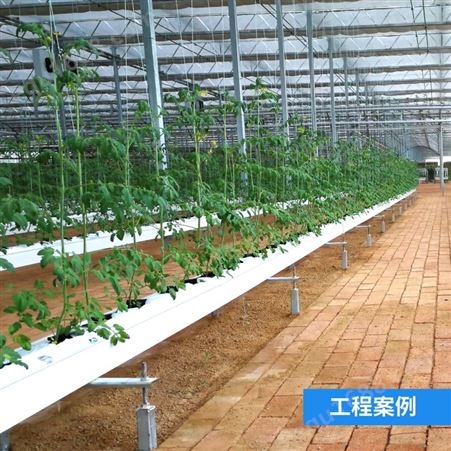 辣椒荷兰模式高架基质栽培 学校无土栽培蔬菜种植设备 时泽