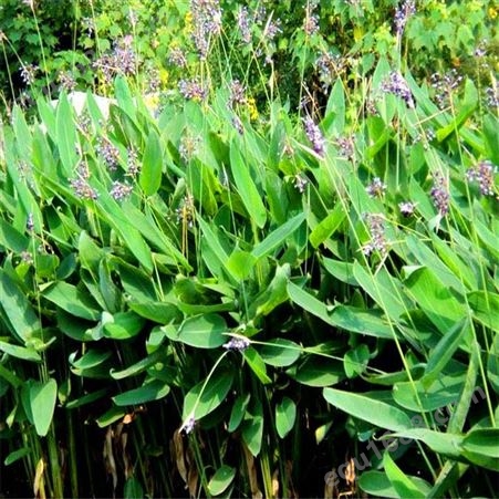 批发优质水生植物 再力花价格    再力花苗 批发  水竹芋苗低价格   水体绿化湿地绿化
