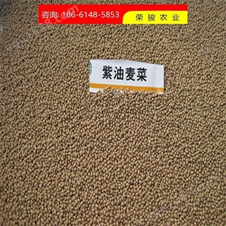 荣骏农业价格 油麦菜种子丸粒化  优质价廉设备
