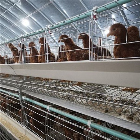鸡笼 养鸡自动化设备 养殖蛋鸡笼 蛋鸡笼  养殖蛋鸡笼 提门式蛋鸡笼 欢迎订购