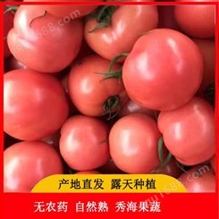 山东西红柿夏粉108耐热西红柿 越夏粉果 耐裂抗病高产 大果番茄种子