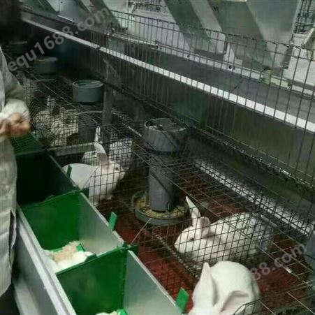 自动清粪兔笼 加粗肉兔笼 种兔笼养殖厂家 报价销售
