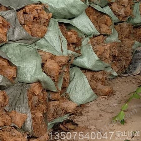 玉溪超大果大茶苗研究种植基地品种技术发布