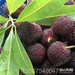 广东大黑炭杨梅苗 2年挂果杨梅苗专业种植方法