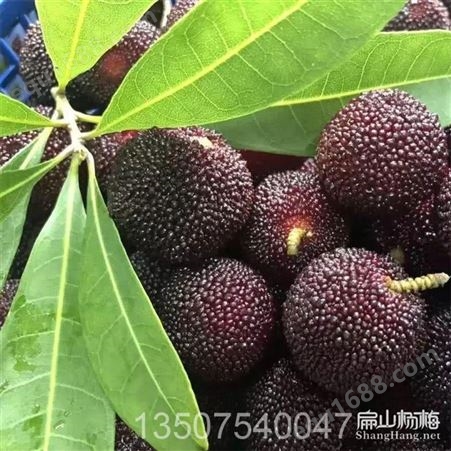 广东大黑炭杨梅苗 2年挂果杨梅苗专业种植方法