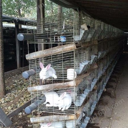 广旺 兔笼兔舍厂家 母兔笼 养殖设备兔子笼具 订购供应