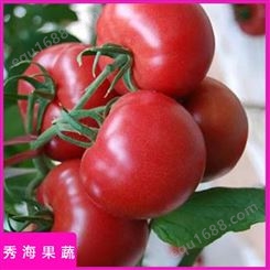 耐裂高产西红柿 秀海果蔬 高产西红柿 包邮直发