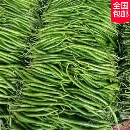 长线椒种子 秀海果蔬 黑线椒种苗 蔬菜种子供应