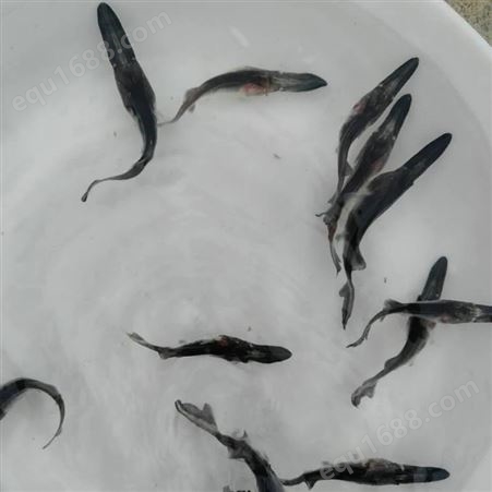 供应江苏鸭嘴鱼苗 生长迅速 易养殖鱼苗 良种水产中心可以长期供货