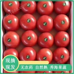 山东西红柿 秀海果蔬 山东西红柿硬粉 供应批发