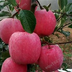 红富士苹果的介绍 红富士苹果在冷库能保鲜多久