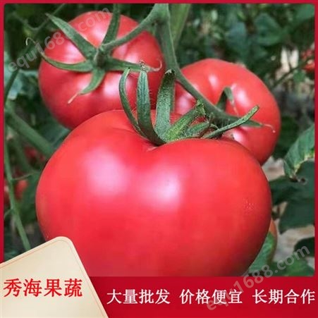 产地直供西红柿 现拍现发 清甜爽口 新鲜采摘