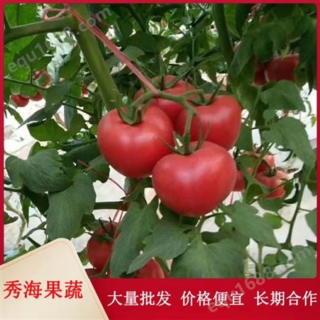 山东自然熟西红柿 农家自种 当天采摘 新鲜直达