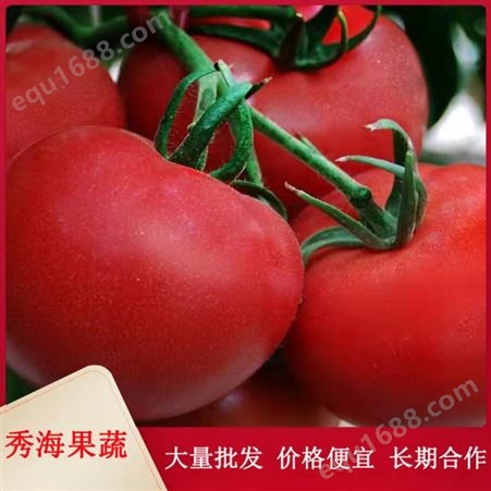 山东自然熟西红柿 农家自种 当天采摘 新鲜直达