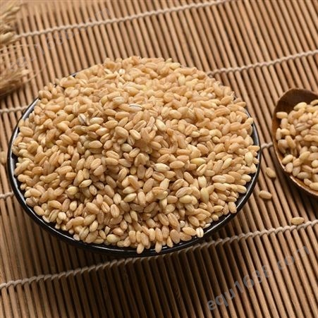 农家脱皮小麦粒批发 自产可做面包熬粥材料小麦仁 五谷杂粮现货 粮年隆