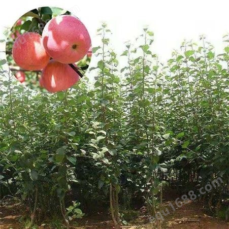 兴禾苹果苗批发价格一棵包邮   丽江兴禾农业种植有限公司