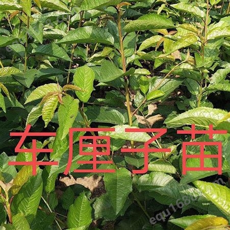 丽江大果车厘子苗批发 自产自销 丽江兴禾农业种植有限公司