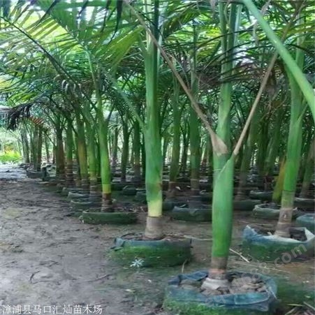 假槟榔地苗 假槟榔移植苗  庭院别墅小区绿化风景树