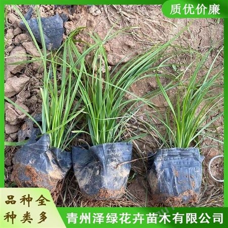 青州青绿苔草种植基地 泽绿 批发青绿苔草苗子 质量优