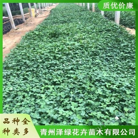 青州白三叶种植基地 泽绿 批发白三叶小苗 质量保障