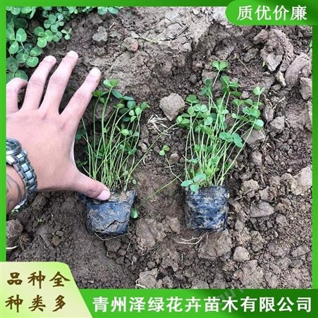 白三叶 泽绿 白三叶小苗种植 白三叶供货商 质量保障