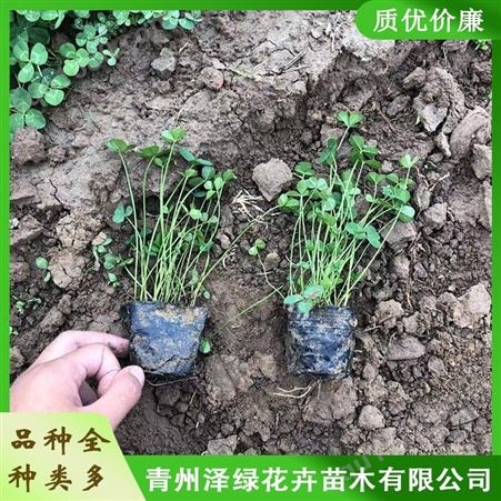 青州白三叶种植基地 泽绿 批发白三叶小苗 质量保障