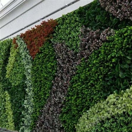 苏州生态植物墙定制 垂直绿化植物墙