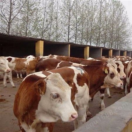 山东改良种牛苗 鲁西黄牛犊 6-7个月鲁西黄牛价格 龙翔 肉牛养殖场