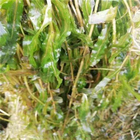 娇荷 菹草金鱼藻  沉水绿化植物种植 生产旺盛易成活