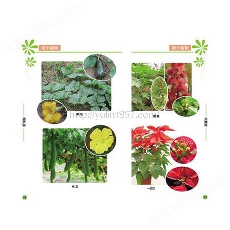 植物分类图谱 小学科学教学资料 16开 全彩色印刷