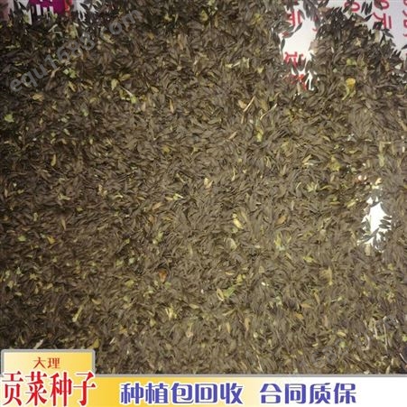 鑫燎三农 贡菜种子价格 安徽贡菜和云南贡菜 产地货源