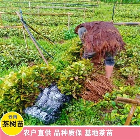 鑫燎三农 30公分老茶树苗出售 茶树苗种植方法 图片大全