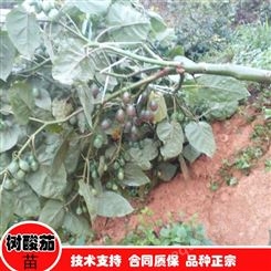 云南*的树酸茄图片 出售树酸茄苗的地方 种植技术