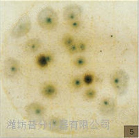 霉菌酵母测试片